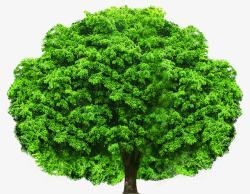 夏日海报植物绿色树木素材
