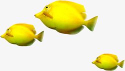 黄色游泳小鱼素材