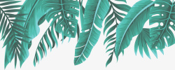 热带植物边框手绘热带芭蕉龟背叶边框高清图片