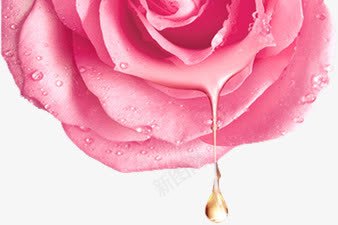粉色清新玫瑰花装饰png免抠素材_新图网 https://ixintu.com 清新 玫瑰花 粉色 装饰