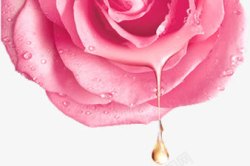 粉色清新玫瑰花装饰素材