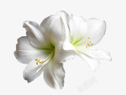 双生白色双生兰花高清图片