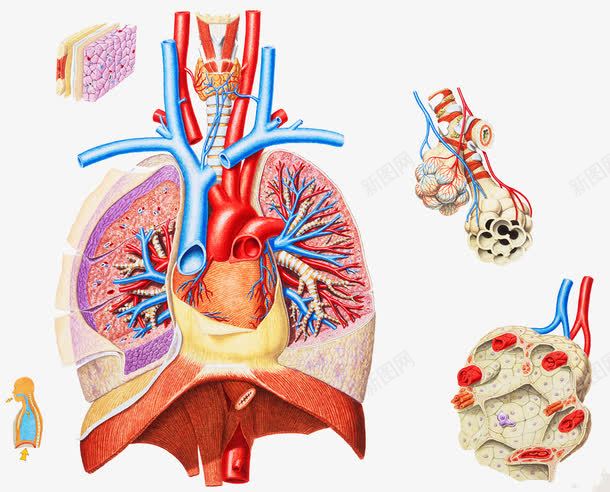 呼吸系统主要器官png免抠素材_新图网 https://ixintu.com 呼吸系统 呼吸道 气管 空气交换 肺泡