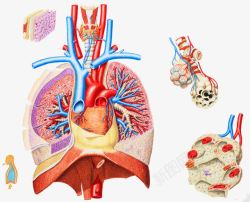 唿吸道呼吸系统主要器官高清图片