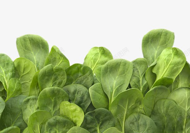 绿色有机蔬菜png免抠素材_新图网 https://ixintu.com 有机蔬菜 立体蔬菜 绿色 菠菜 食材