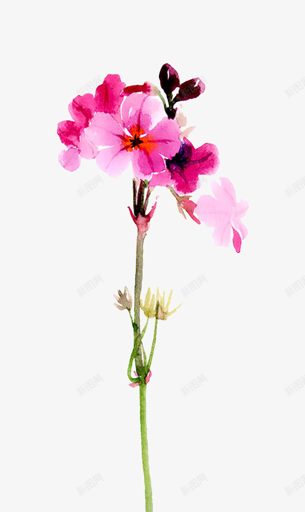 水彩的花蕾png免抠素材_新图网 https://ixintu.com 植物 紫色 花朵