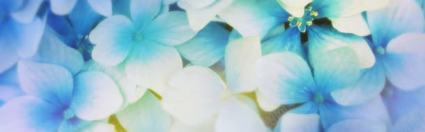 蓝色花朵背景jpg设计背景_新图网 https://ixintu.com 背景 花朵 蓝色