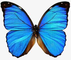 蝴蝶的翅膀笔刷蝴蝶羽毛翅膀高清图片