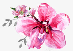 手绘粉红花朵素材