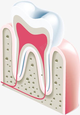 创意牙齿剖面卡通png免抠素材_新图网 https://ixintu.com 创意 剖面 卡通 牙齿