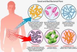 人体的肠道人体肠道好坏细菌分析矢量图高清图片
