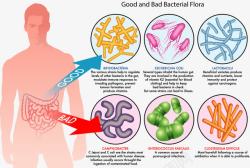 人体肠道好坏细菌分析矢量图素材