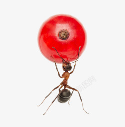 创意蚂蚁搬着红色果实素材