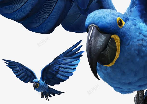 蓝色鹦鹉鸟动物png免抠素材_新图网 https://ixintu.com 动物png素材 蓝色鹦鹉 鸟