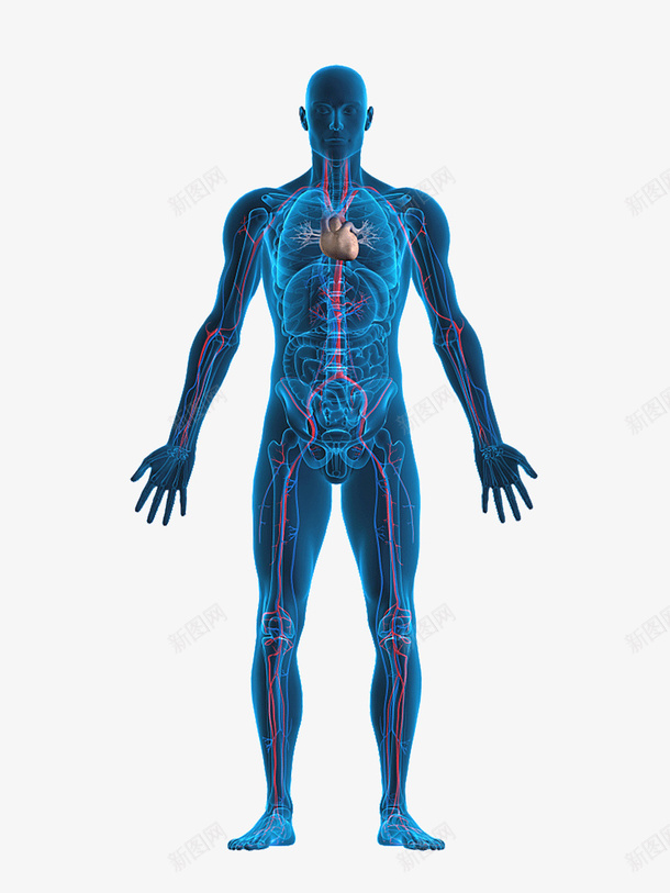 人体器官结构2png免抠素材_新图网 https://ixintu.com 人 体 器 构 结 身体构造