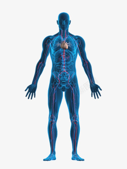 cdr人体人体器官结构2高清图片