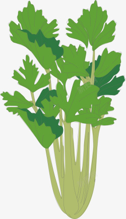 茂盛芹菜绿叶茂盛的芹菜矢量图高清图片
