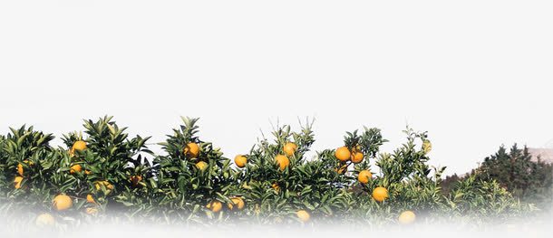 橘子png免抠素材_新图网 https://ixintu.com 橘子树橘子叶子树