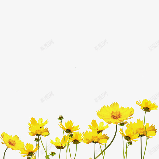黄色小花png免抠素材_新图网 https://ixintu.com 小花 花朵 黄色