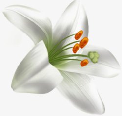 白色唯美简约花朵素材