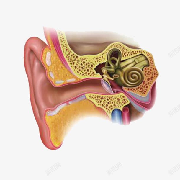 人耳朵内部构造png免抠素材_新图网 https://ixintu.com 人耳朵 内部 分析 构造 耳朵