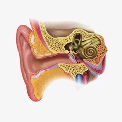 人耳朵倾听人耳朵内部构造高清图片