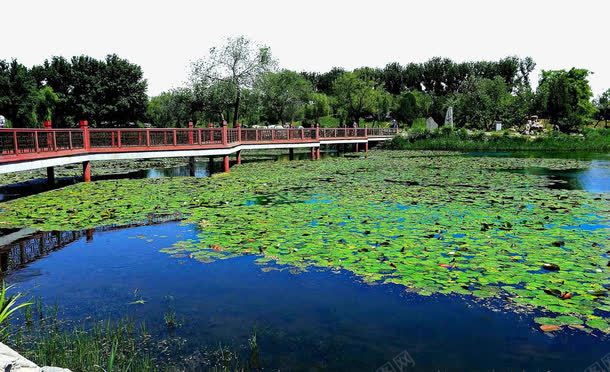 圆明园夏日小景png免抠素材_新图网 https://ixintu.com 名胜古迹 图片库 圆明园 地方景点 夏日风景 实物图 摄影图 旅游景点 荷塘 风景图 高清 高清图片