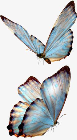 创意摄影蓝色的蝴蝶素材