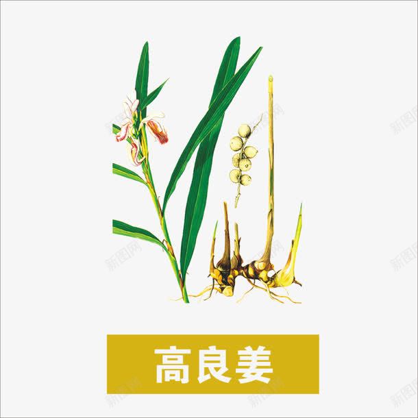 草药png免抠素材_新图网 https://ixintu.com 中药 本草纲目 药材 高良姜