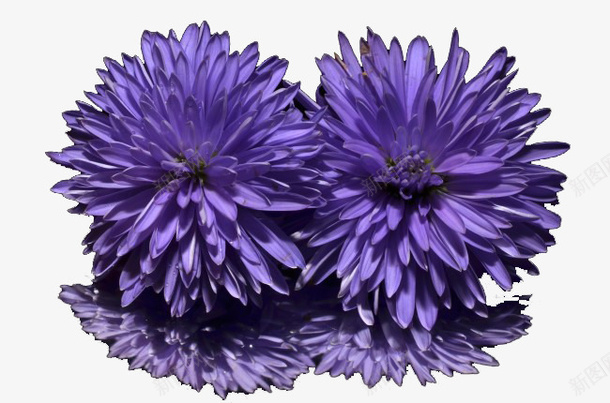 紫罗兰花png免抠素材_新图网 https://ixintu.com 植物 浪漫 紫罗兰 花朵