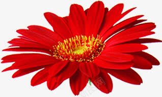 活动红色海报立体花朵png免抠素材_新图网 https://ixintu.com 活动 海报 立体 红色 花朵 设计