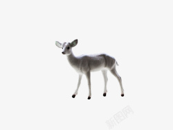 行走的鹿白色未成年行走的幼鹿高清图片
