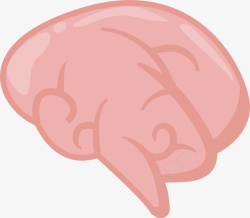 粉色大脑脑花素材