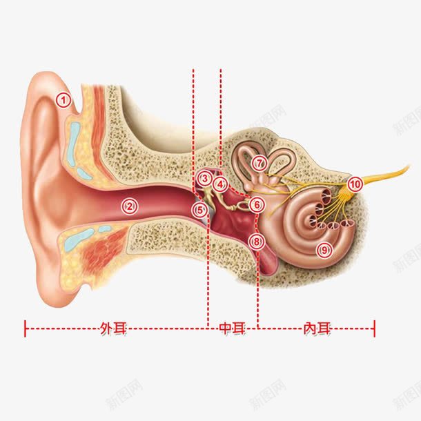 人耳朵内部构造png免抠素材_新图网 https://ixintu.com 人耳朵 内部 构造 耳朵透视