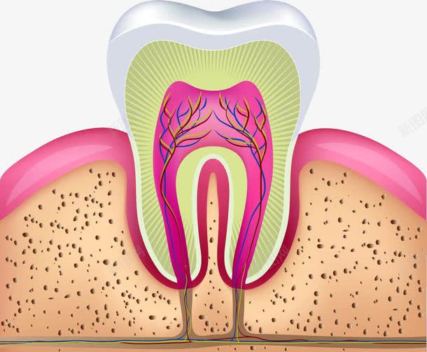 牙齿剖析图png免抠素材_新图网 https://ixintu.com 牙齿保健 牙龈 牙龈健康刷牙防蛀牙 神经