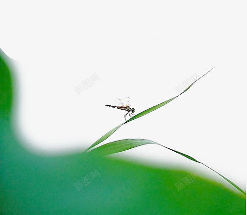 蜻蜓png免抠素材_新图网 https://ixintu.com PPT讲义图片 创意图片 绿色背景图片 装饰图片绿叶