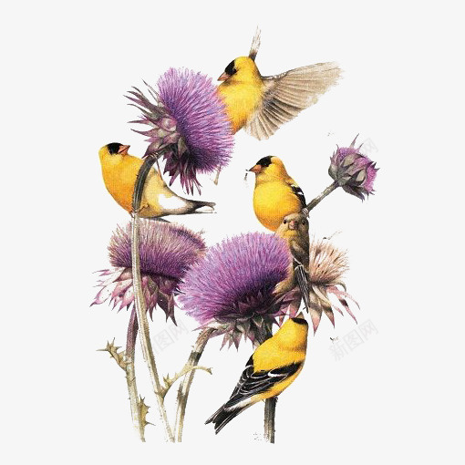 黄色小鸟png免抠素材_新图网 https://ixintu.com 动物 卡通 小鸟 手绘 插画 紫色 花朵