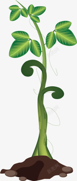 生长的豆茎绿色反光豆茎高清图片