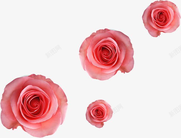 玫瑰唯美装饰壁纸png免抠素材_新图网 https://ixintu.com 壁纸 玫瑰 装饰
