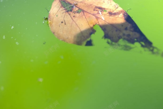 水面上的树叶背景背景