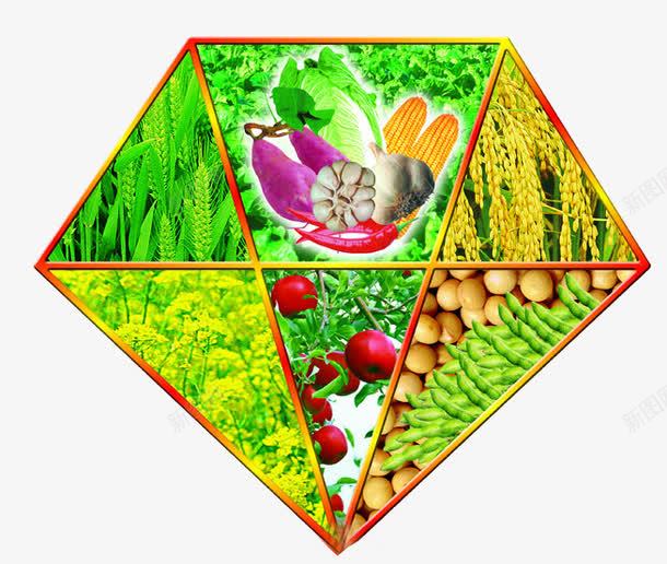 绿色农作物png免抠素材_新图网 https://ixintu.com 农业 农业科技 农作物 粮食 绿色植物 食物