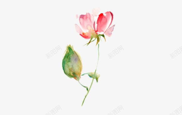 水墨画花png免抠素材_新图网 https://ixintu.com 水墨画 粉色 花朵 花苞