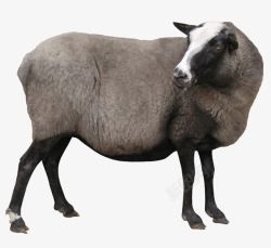 苏格兰黑绵羊大山羊高清图片
