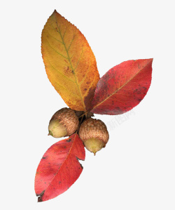 长圆形果实红色叶子装饰下的两颗小橡树果高清图片