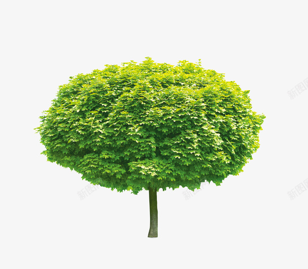 绿色的树png免抠素材_新图网 https://ixintu.com 大树素材图片 杏树 树png素材图片免费下载 树素材图片 绿树素材图片