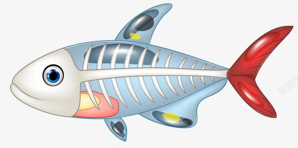 鱼类png免抠素材_新图网 https://ixintu.com 生物 研究 露骨 鱼