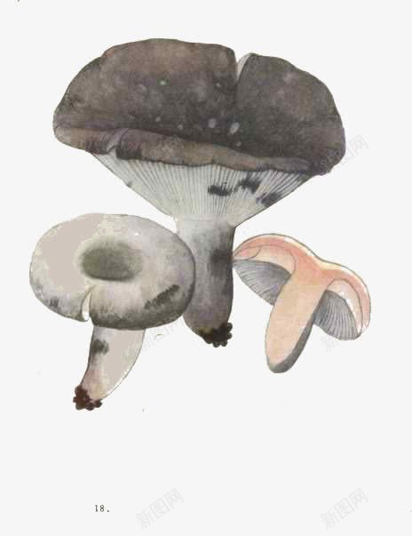 三个小蘑菇png免抠素材_新图网 https://ixintu.com 三个蘑菇 平菇 菌类 香菇