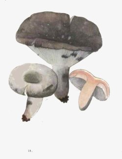 三个蘑菇三个小蘑菇高清图片