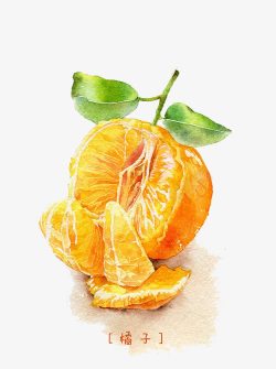 手绘拨开的橘子素材