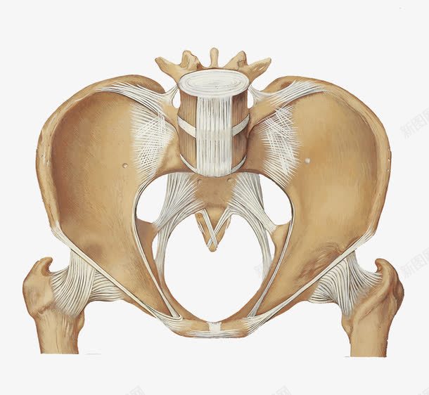 手绘插图骨盆关节png免抠素材_新图网 https://ixintu.com 关节 医学 尾骨 骨 骨头 骨盆 髋骨